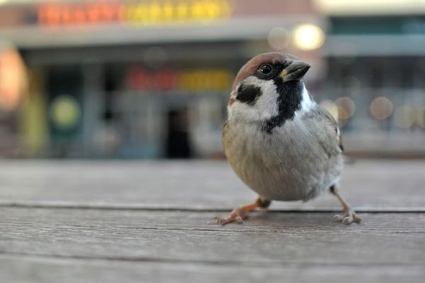 Chim sẻ bay vào nhà có ý nghĩa gì? Chơi số nào - Ngày Trăng