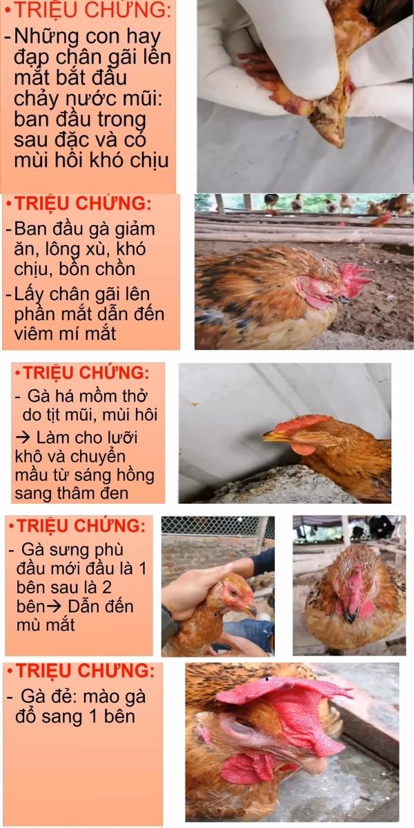 Gà bị sưng phù đầu (bệnh Coryza) - Nguyên nhân và cách điều trị