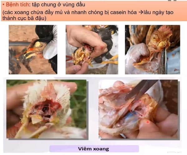 Gà bị sưng phù đầu (bệnh Coryza) - Nguyên nhân và cách điều trị