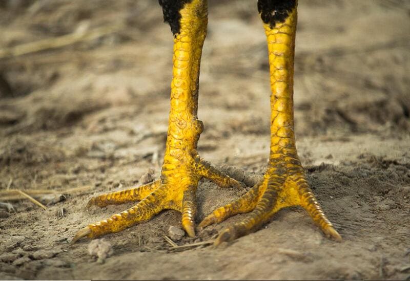 Hướng Dẫn Cách Trị Bệnh Nấm Chân Gà Đơn Giản & Hiệu Quả